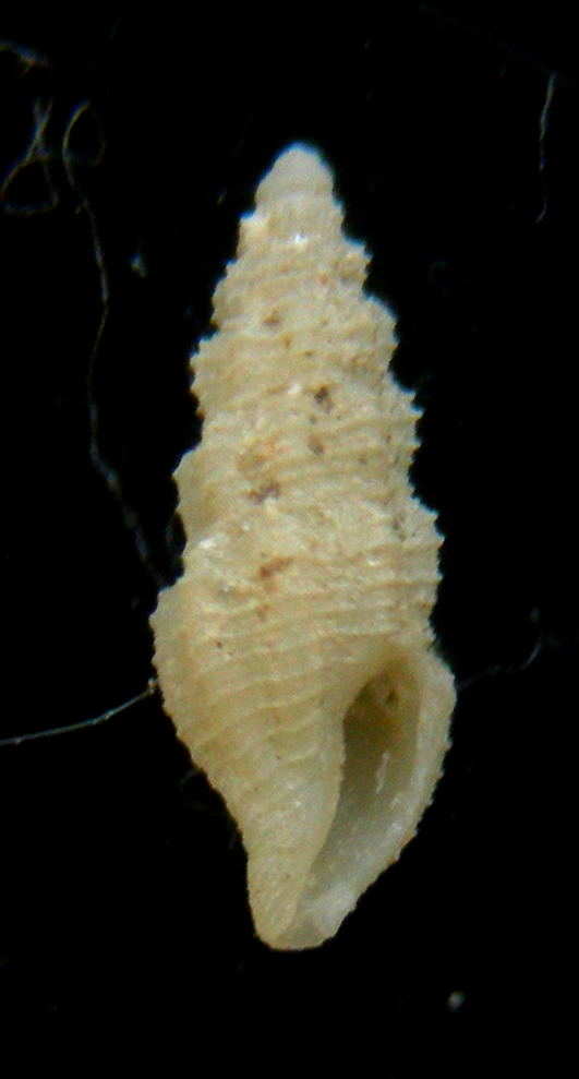 Bela brachystoma